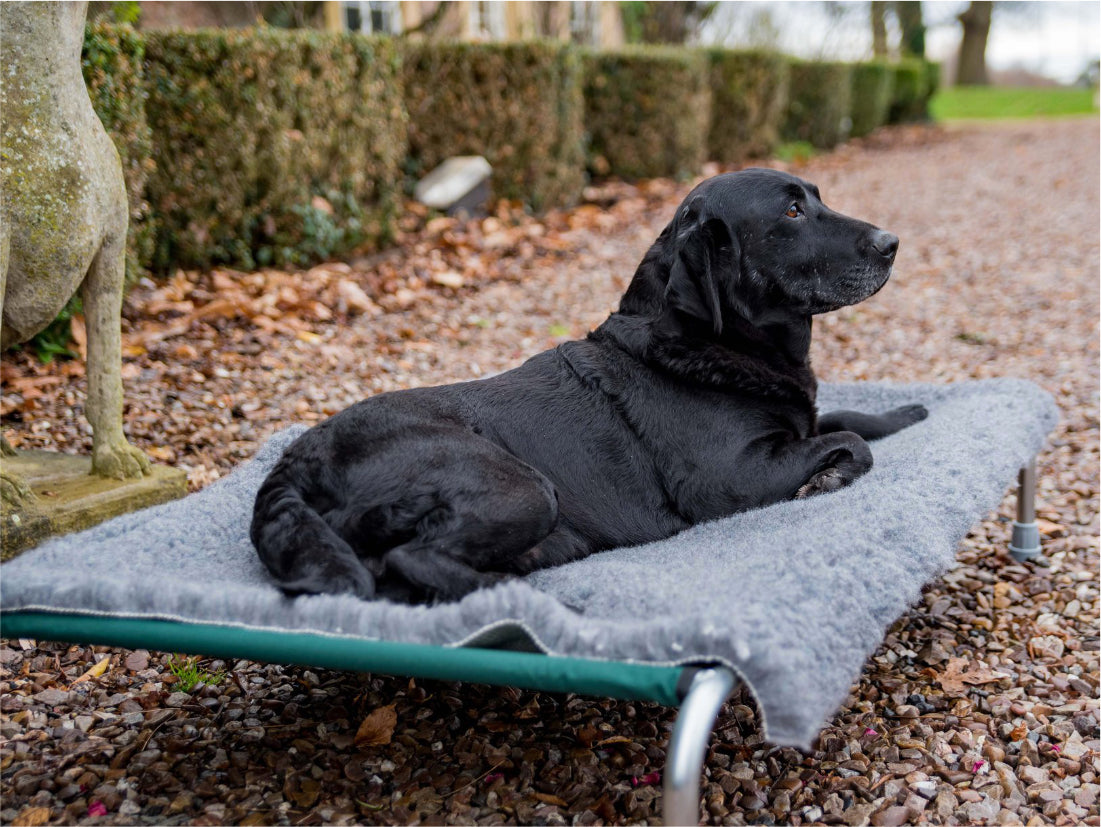 Hi k9 hotsell raised dog bed